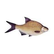 Halas díszpárna - Dévérkeszeg 34 cm