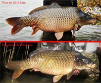 3 milliót szabott ki a NÉBIH a Tisza-tóból átlopott ponty ügyében