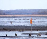 Időszakos csónakos horgászati tilalom lesz a Tisza-tavon!